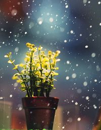 Close-up of potted plant against glass window