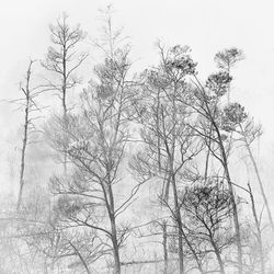 Bare trees against sky