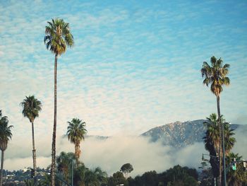 Palm trees against sky