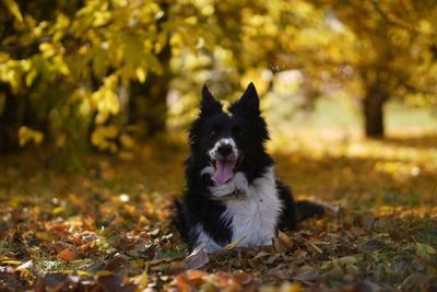 Portrait of dog on field during autumn
