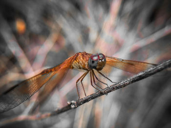 A dragonfly perched on a branch