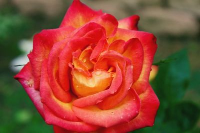 Close-up of rose blooming outdoors