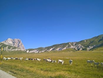 Sheep grazing on field against clear blue sky