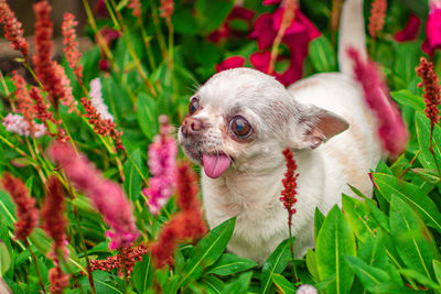 Close-up of a dog looking away