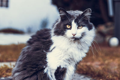 A sitting black and white cat is looking at the camera