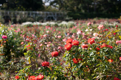 Close-up of roses under sunny skies