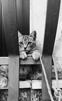 Portrait of cat sitting on wood