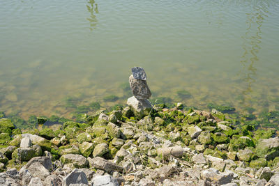 High angle view of lizard on rock in lake