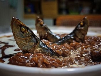 Close-up of fish in plate