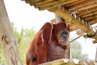 Low angle view of monkey on tree at zoo