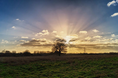 Trees on field against sky during sunset