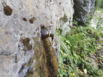 Close-up of insect on rock