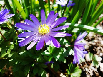 Close-up of purple flowering plant