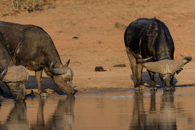 View of two drinking water