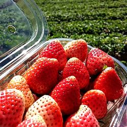 Close-up of strawberries