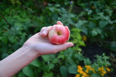 Close-up of hand holding fruit