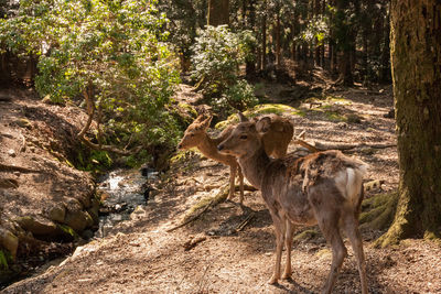 Deer in the forest