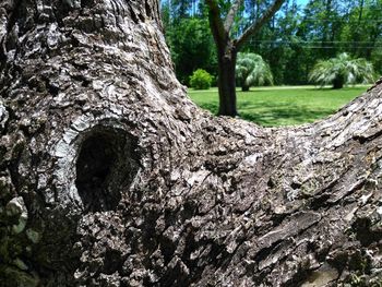 Close-up of tree trunk