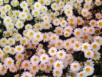 High angle view of white daisy flowers