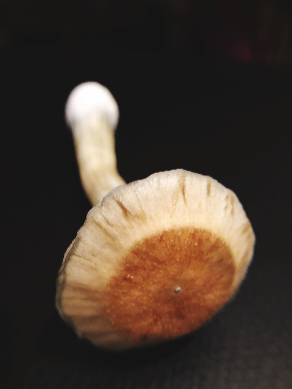 CLOSE-UP OF LEMON SLICE ON TABLE