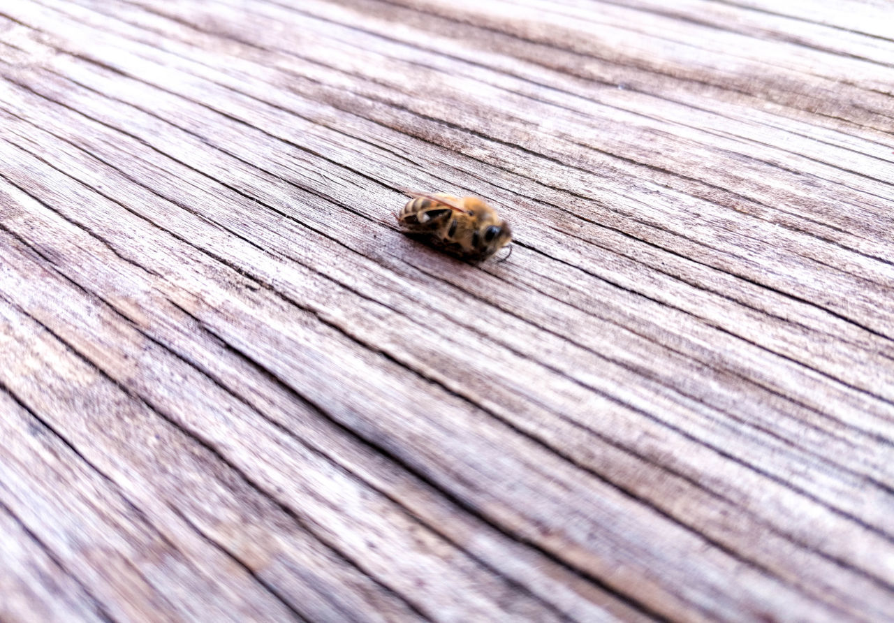 HIGH ANGLE VIEW OF BEES ON WOOD