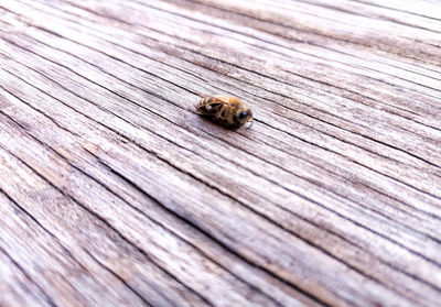 High angle view of bee on wooden plank