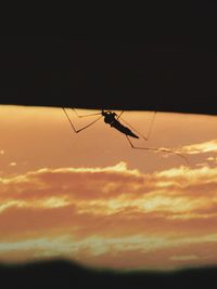 Low angle view of silhouette insect against sky during sunset