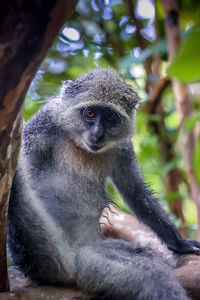 Close up of young woman sitting on tree