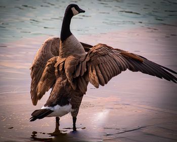 Bird flying over lake