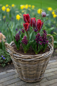 Close-up of potted plant in basket