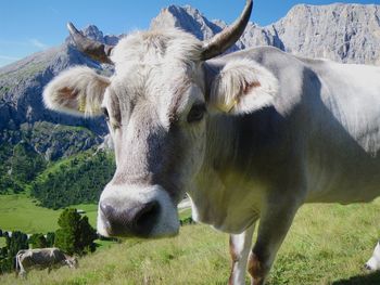 Cows grazing in the field