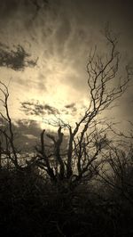 Silhouette bare tree on field against sky during sunset