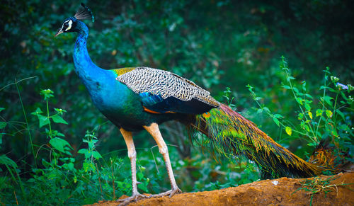 Close-up of a peacock