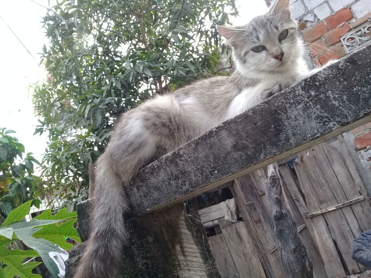 LOW ANGLE PORTRAIT OF CAT AGAINST TREES