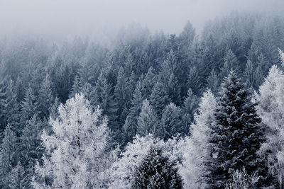 High angle view of pine trees in forest during winter