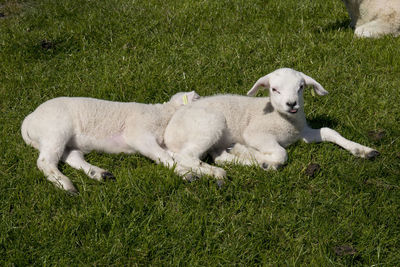 2 baby lambs in the sun sleeping