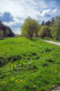 Scenic view of field against sky