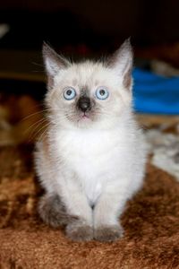 Close-up portrait of a dog