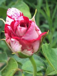 Close-up of pink rose blooming outdoors