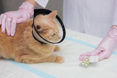 A red cat in a protective collar at the vet. examination and treatment of pets.