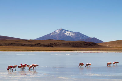 View of horses on landscape against clear sky