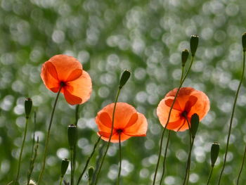 Close-up of orange flowers blooming outdoors