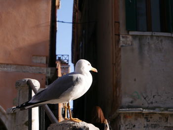 Seagull perching on wall against building