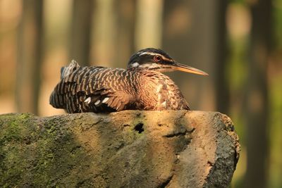 Close-up of bird perching on rock