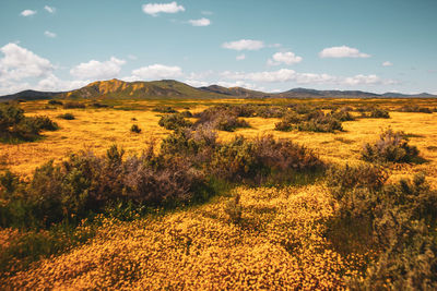 Scenic view of field against sky