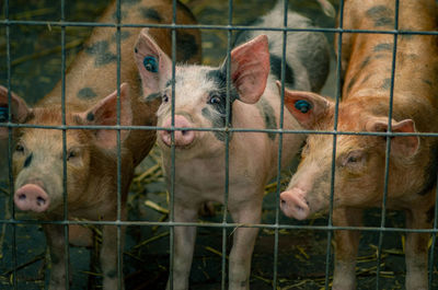 Close-up of pig in pen