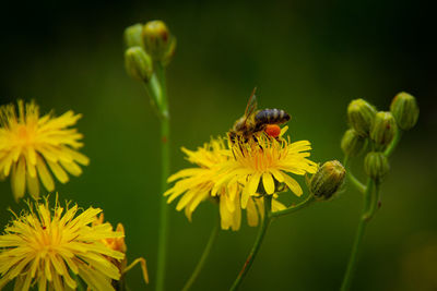 Close-up of bee pollinating on flower