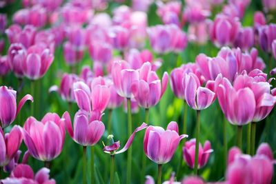 Close-up of pink tulips on field