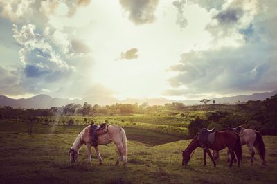 Horses grazing on field against sky