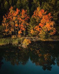 Reflection of trees in lake during autumn